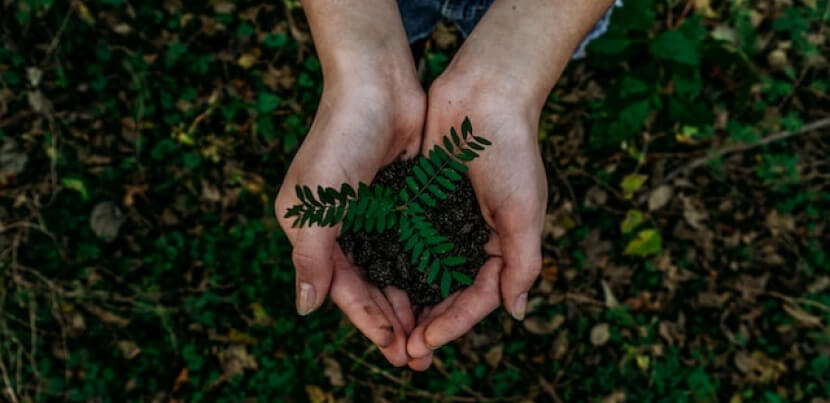 hand-holding-plant-sprout-from-ground 